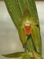Phalaenopsis   060
